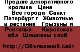 Продаю декоративного кролика › Цена ­ 500 - Все города, Санкт-Петербург г. Животные и растения » Грызуны и Рептилии   . Кировская обл.,Шишканы слоб.